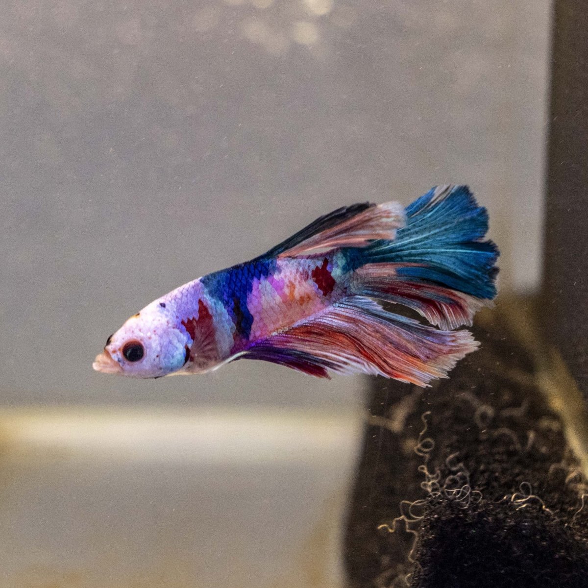 Male Betta - MB004 - Apex AquaticMale Betta - MB004
