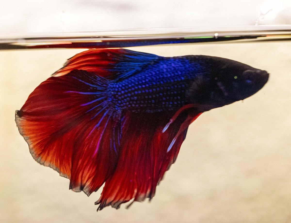 Male Betta - MB006 - Apex AquaticMale Betta - MB006