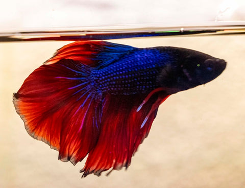 Male Betta - MB006 - Apex AquaticMale Betta - MB006