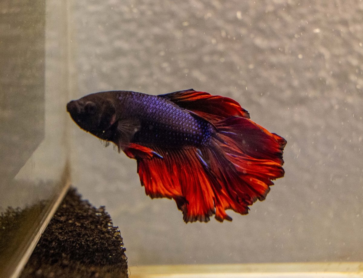 Male Betta - MB007 - Apex AquaticMale Betta - MB007