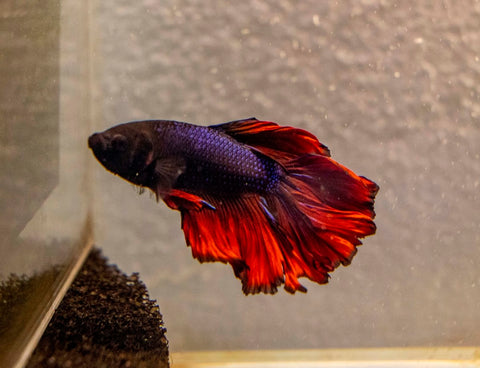 Male Betta - MB007 - Apex AquaticMale Betta - MB007