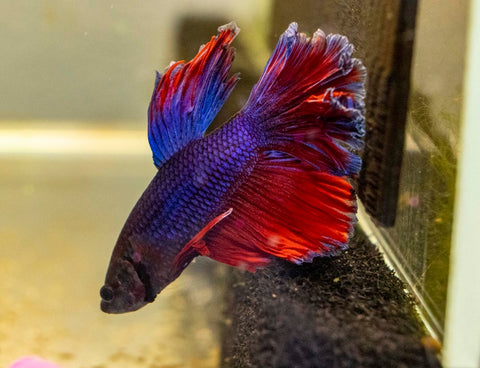 Male Betta - MB008 - Apex AquaticMale Betta - MB008