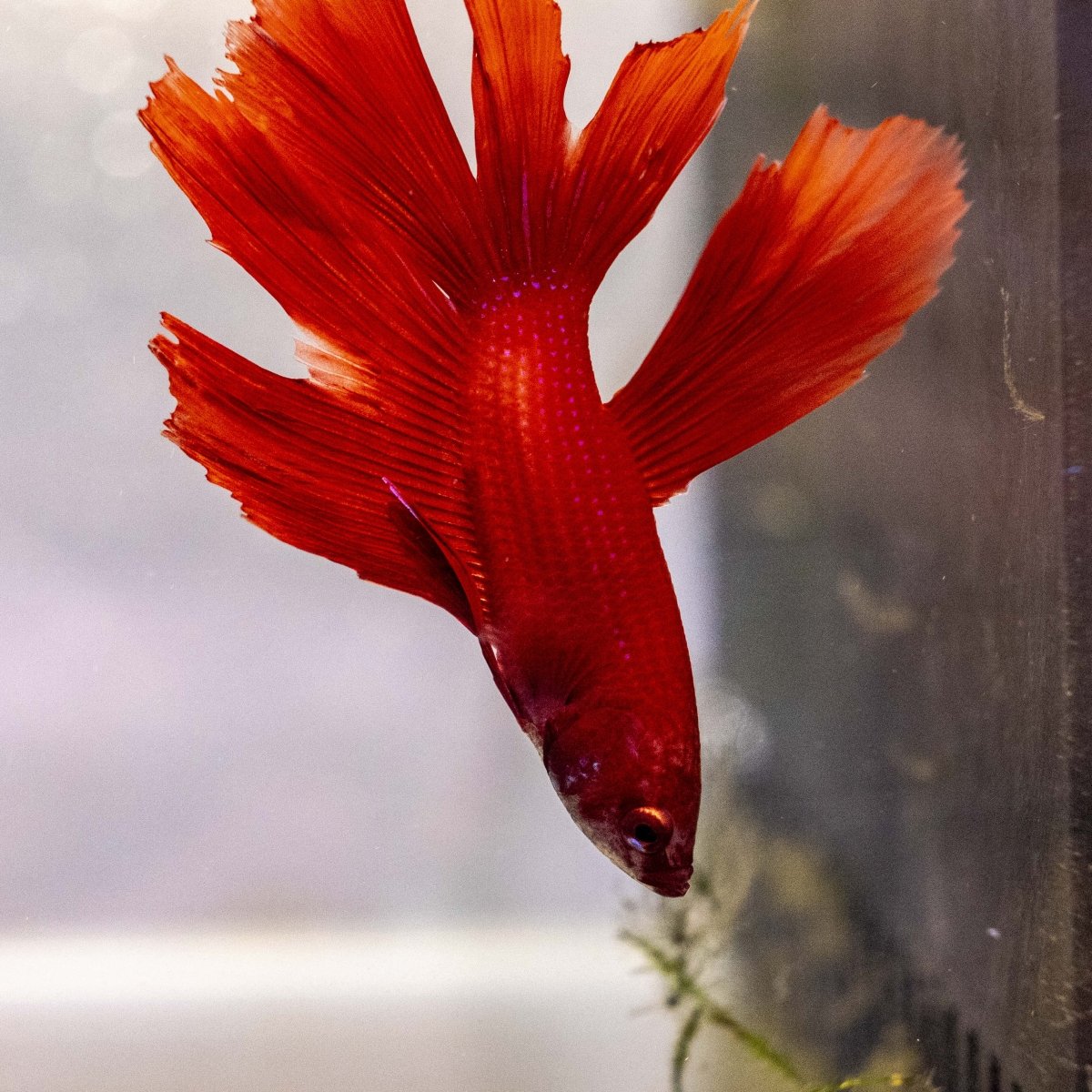Male Betta - MB009 - Apex AquaticMale Betta - MB009