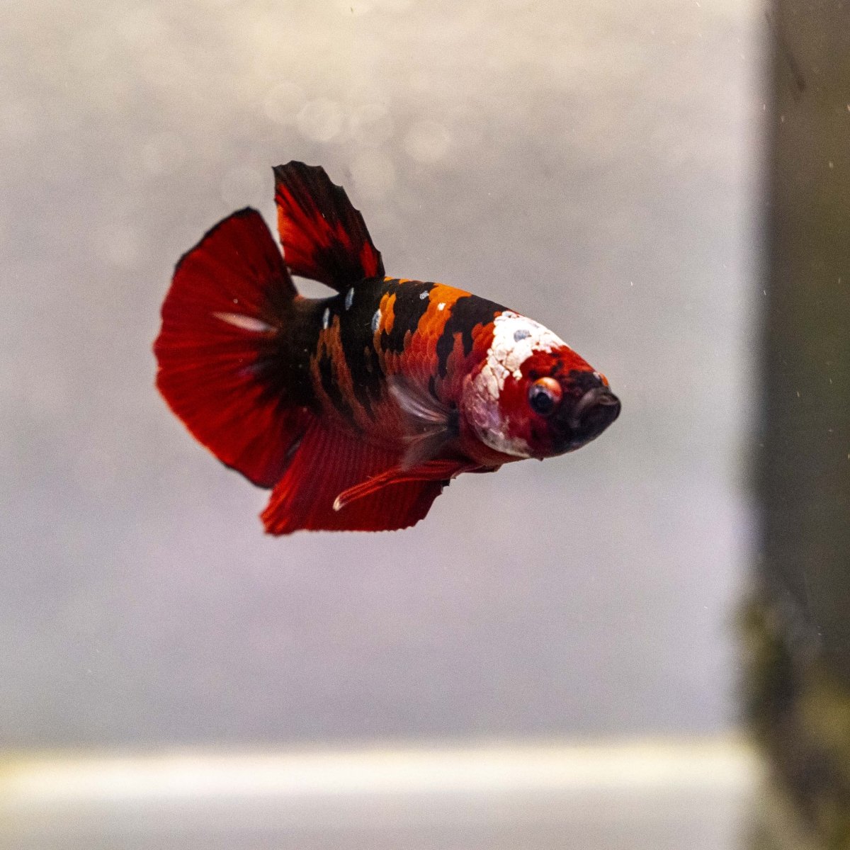 Male Betta - MB010 - Apex AquaticMale Betta - MB010