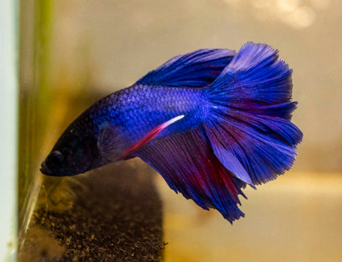 Male Betta - MB013 - Apex AquaticMale Betta - MB013