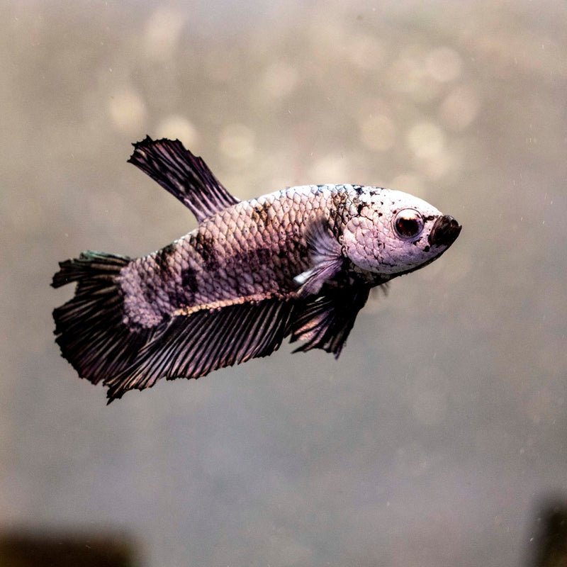 Male Betta - MB014 - Apex AquaticMale Betta - MB014