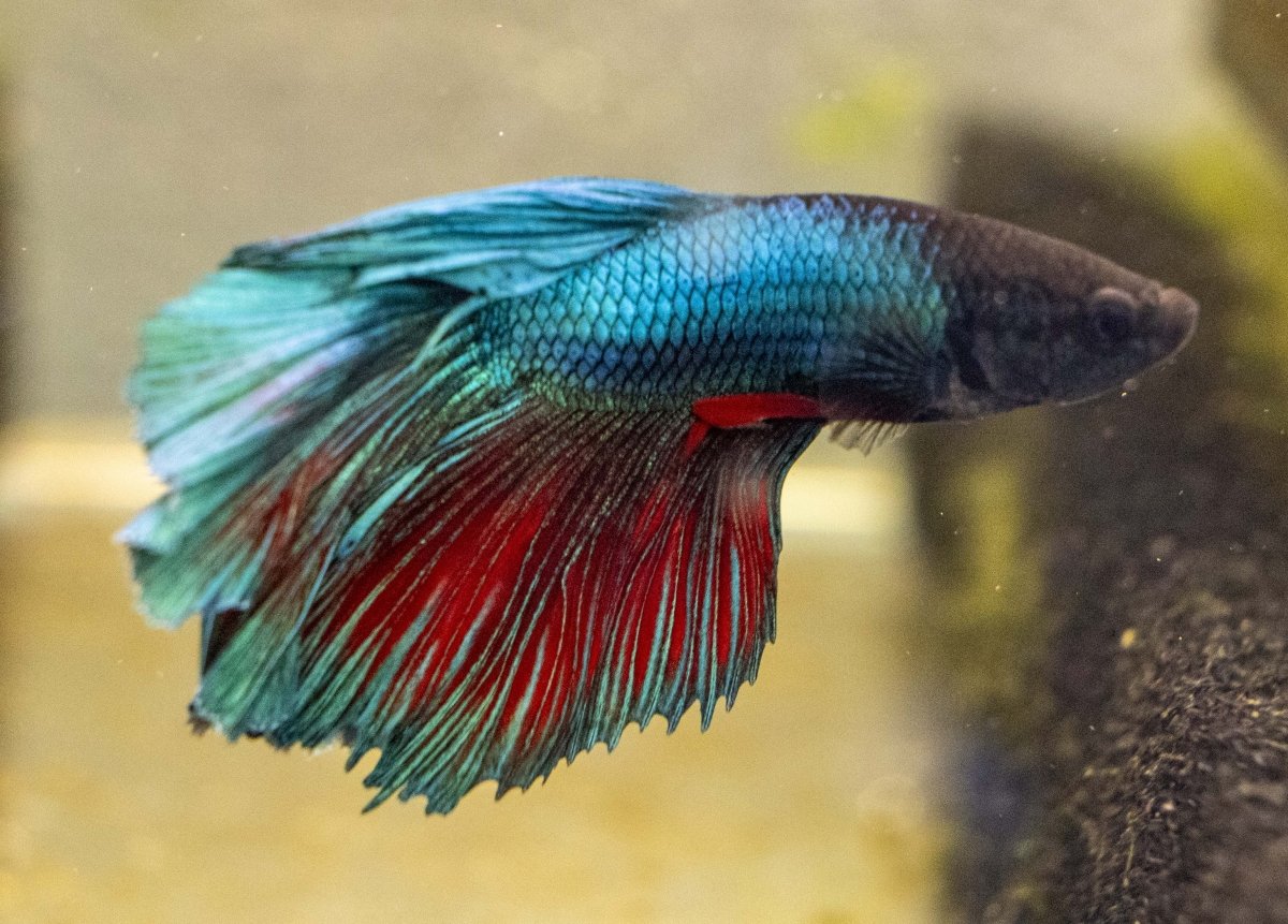 Male Betta - MB016 - Apex AquaticMale Betta - MB016