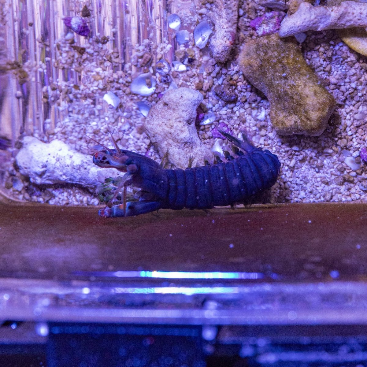 Mantis Shrimp - Apex AquaticMantis Shrimp