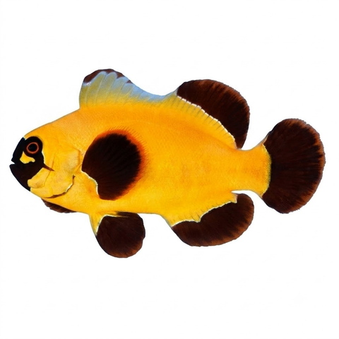 Maroon Clown