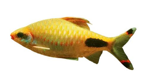 Mascara Barb - Apex AquaticMascara Barb