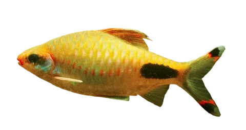 Mascara Barb