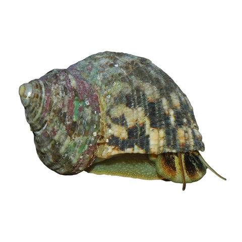 Turbo Snail - For sale australia