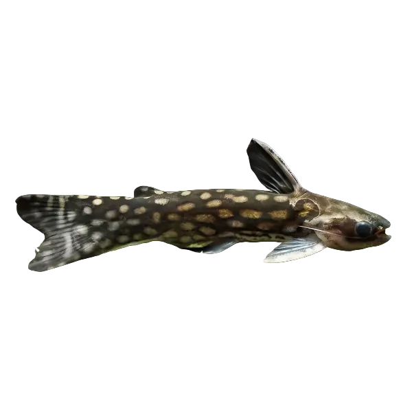 Galaxy Driftwood Catfish