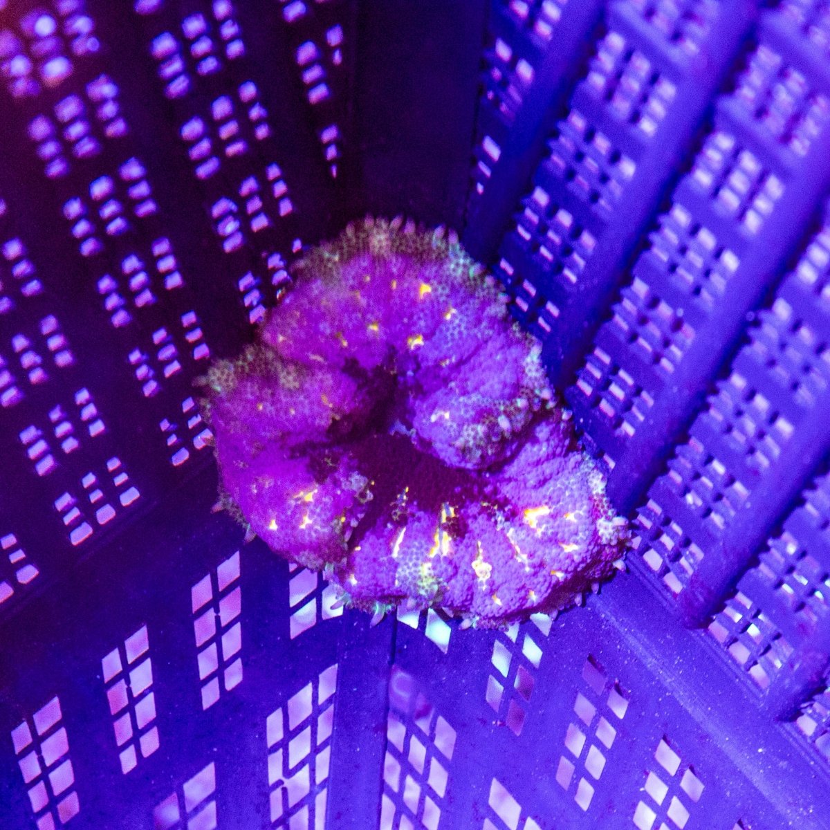 Mini Maxi Anemone - Apex AquaticMini Maxi Anemone