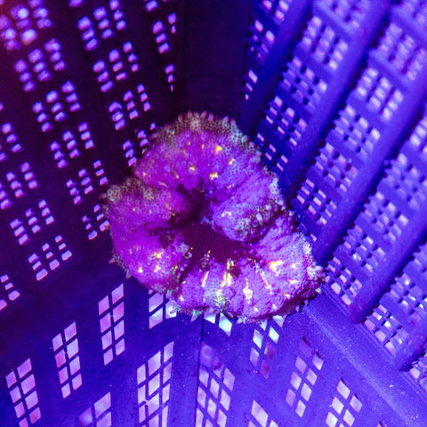 Mini Maxi Anemone - Apex AquaticMini Maxi Anemone