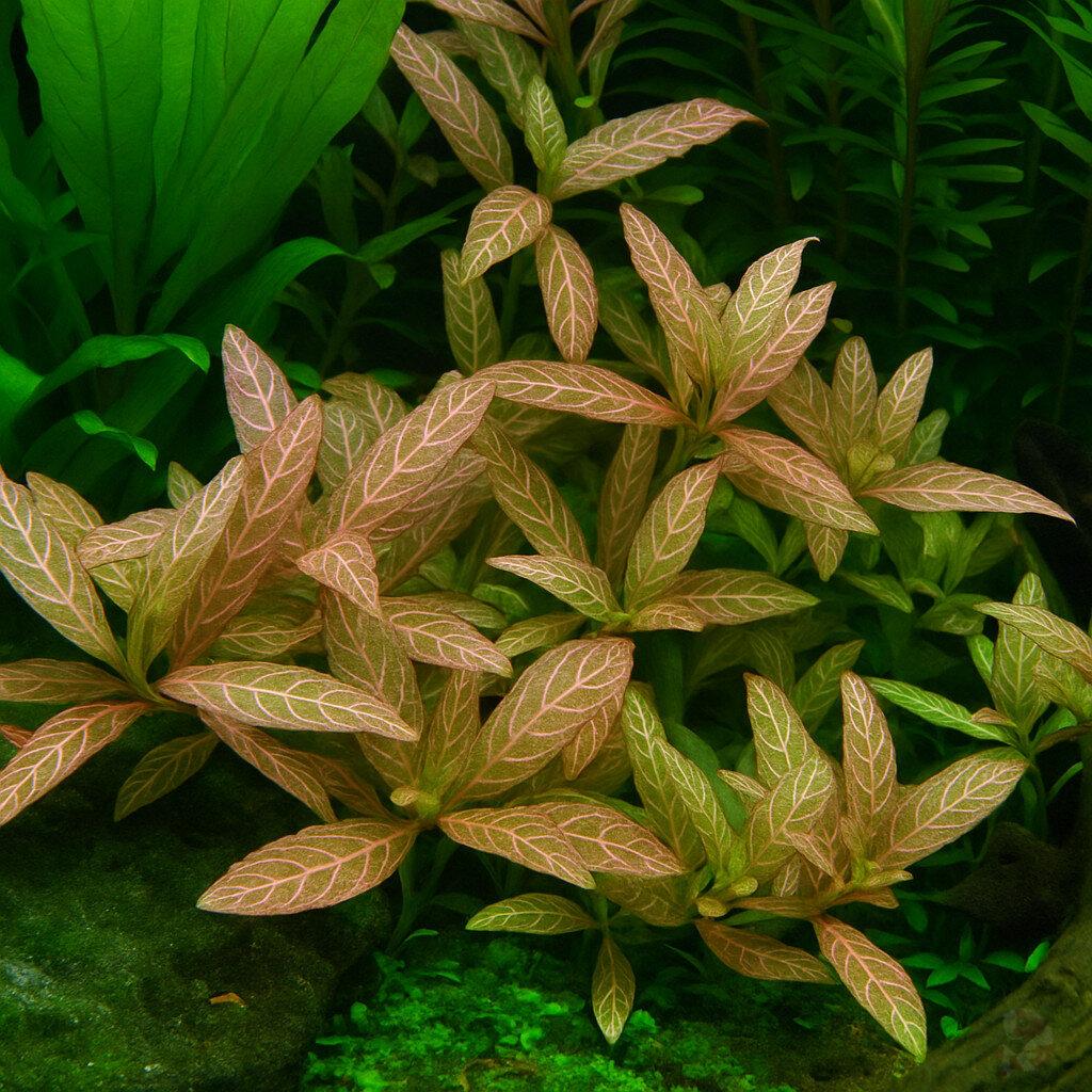 Hygrophilia Rosanervig