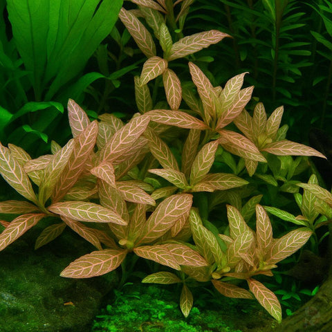 Hygrophilia Rosanervig