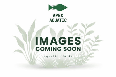 Moss Blocks - Apex AquaticMoss Blocks