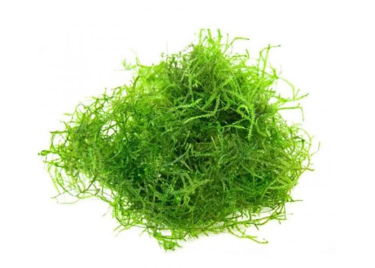 Moss - Apex AquaticMoss
