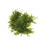 Moss - photo 3