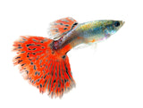 Red Mosaic Guppy - photo 3