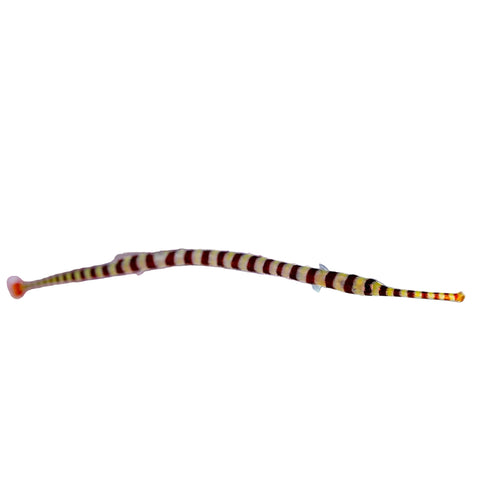Banded Pipefish - Apex AquaticBanded Pipefish