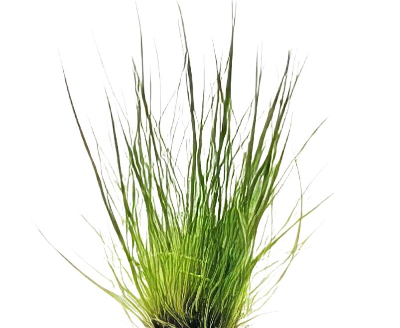 Dwarf Hairgrass