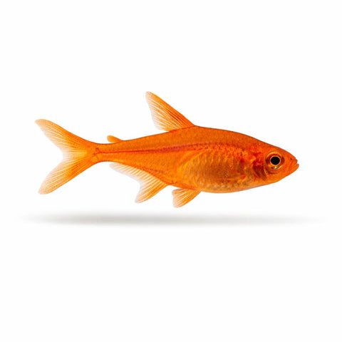 Ember Tetra