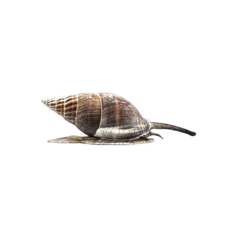 Nassarius Snail - Apex AquaticNassarius Snail