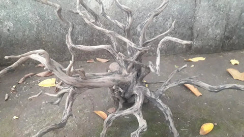 Natural Products Black Indonesian Forest Wood - Apex AquaticNatural Products Black Indonesian Forest Wood