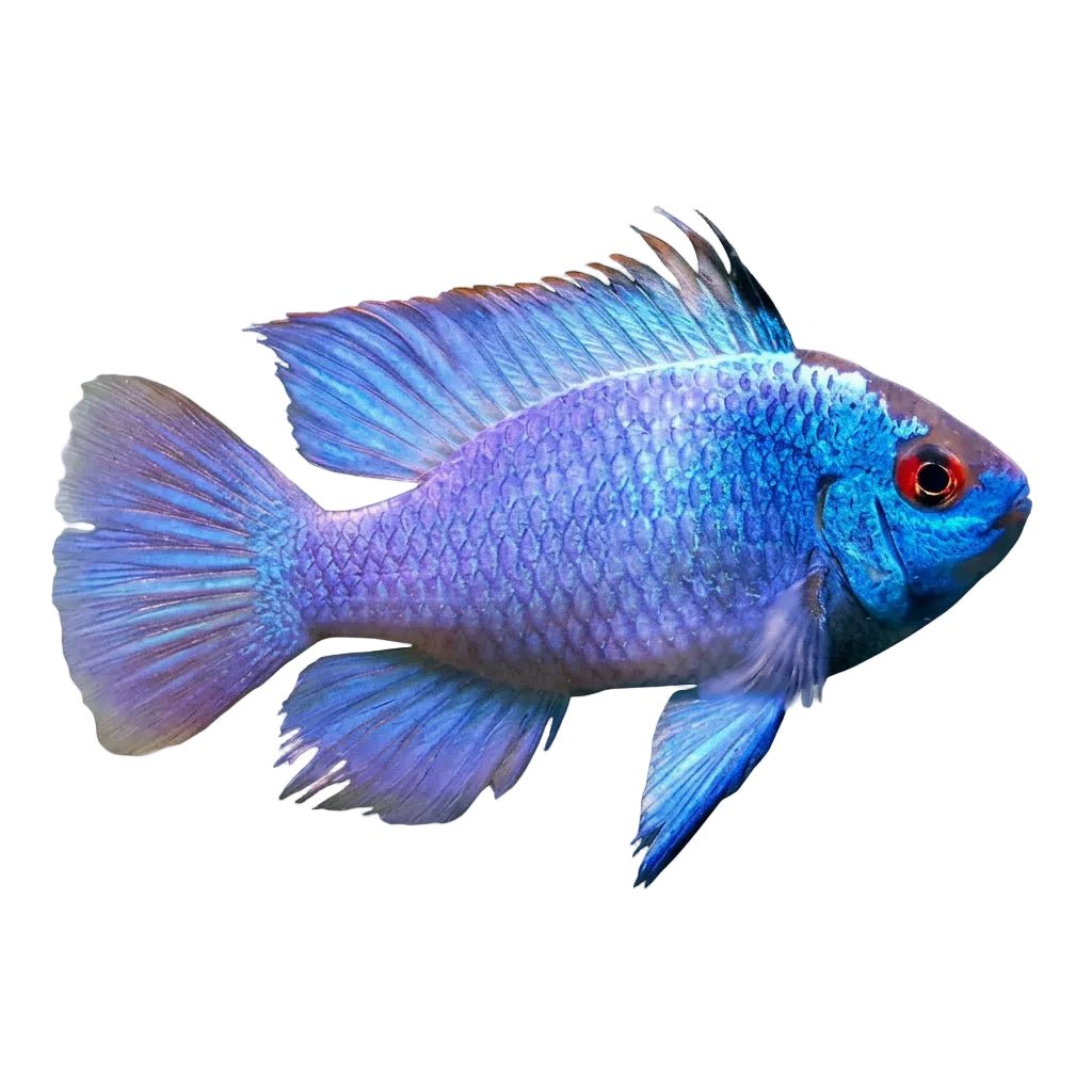 Neon Blue Ram - Apex AquaticNeon Blue Ram