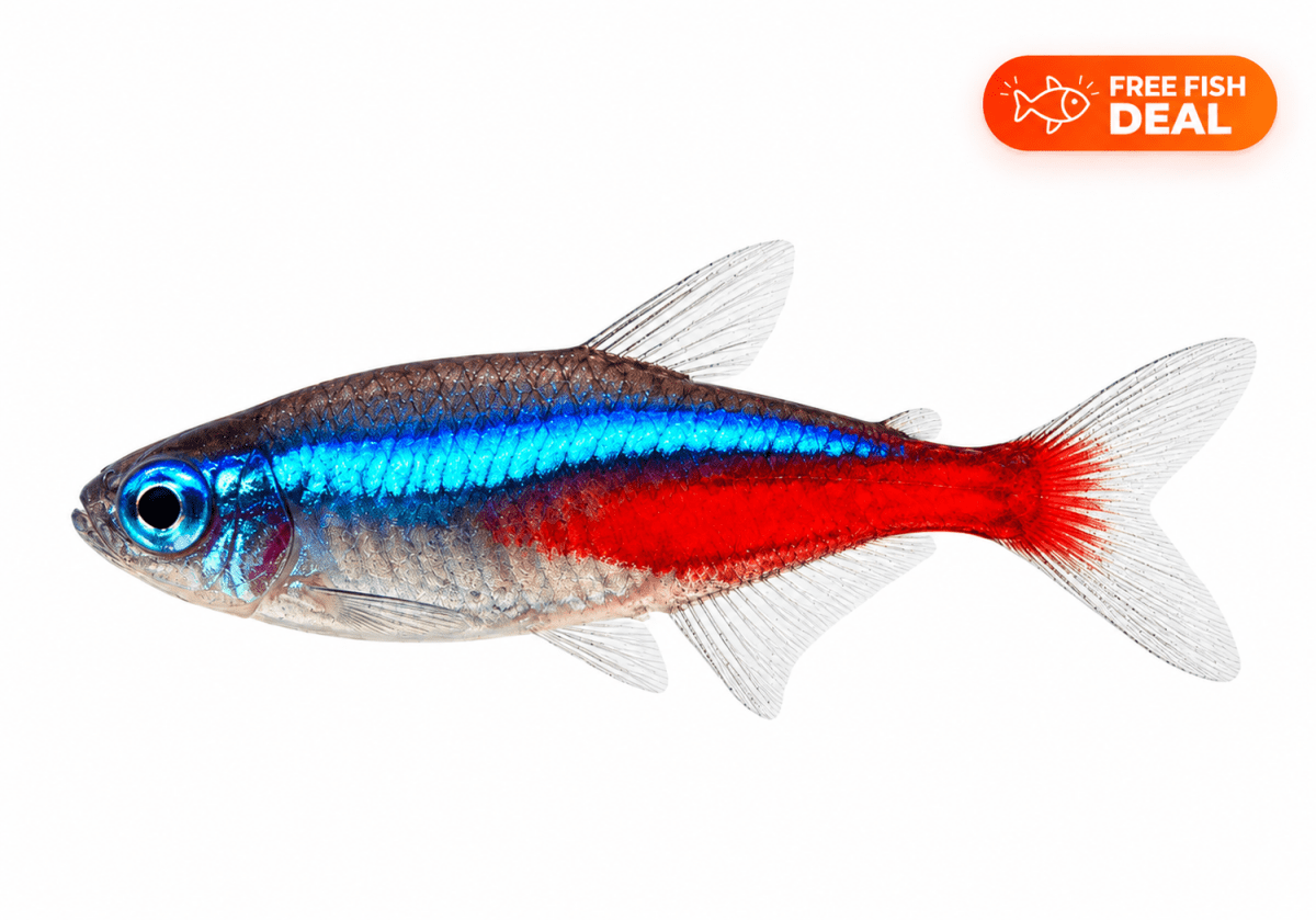 Neon Tetra - Apex AquaticNeon Tetra