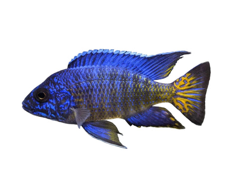 Ngara Flame Tail Cichlids - Apex AquaticNgara Flame Tail Cichlids