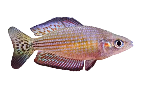 Checkered Rainbowfish