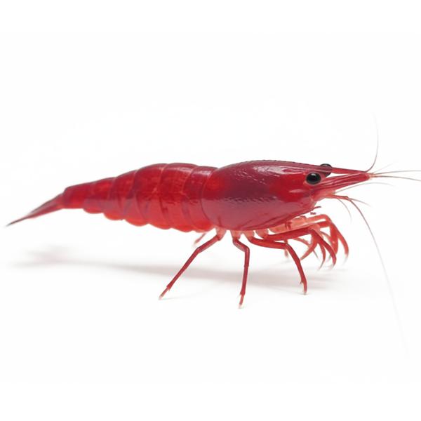 Red Cherry Shrimp