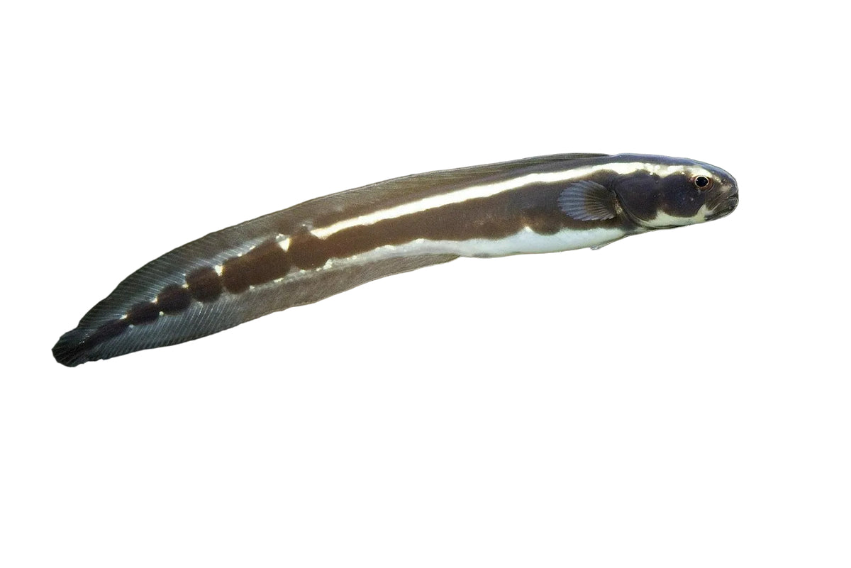 Engineer goby
