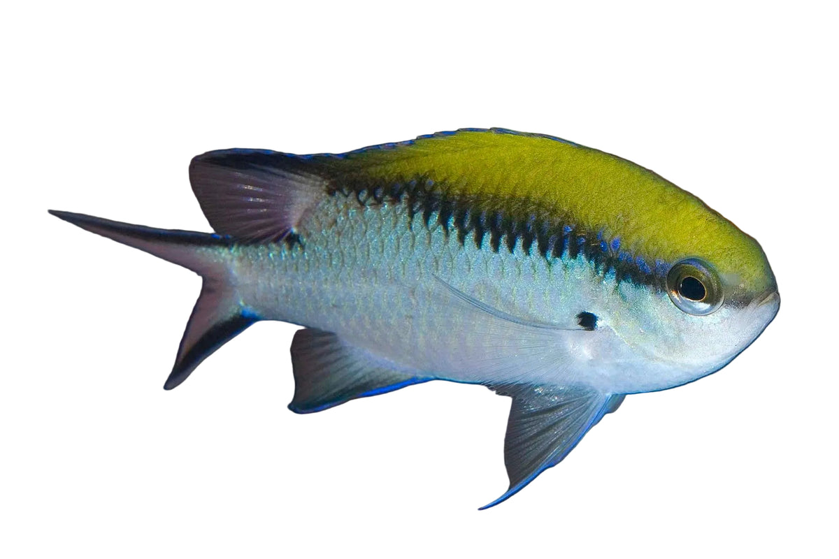 Great Barrier Reef Chromis