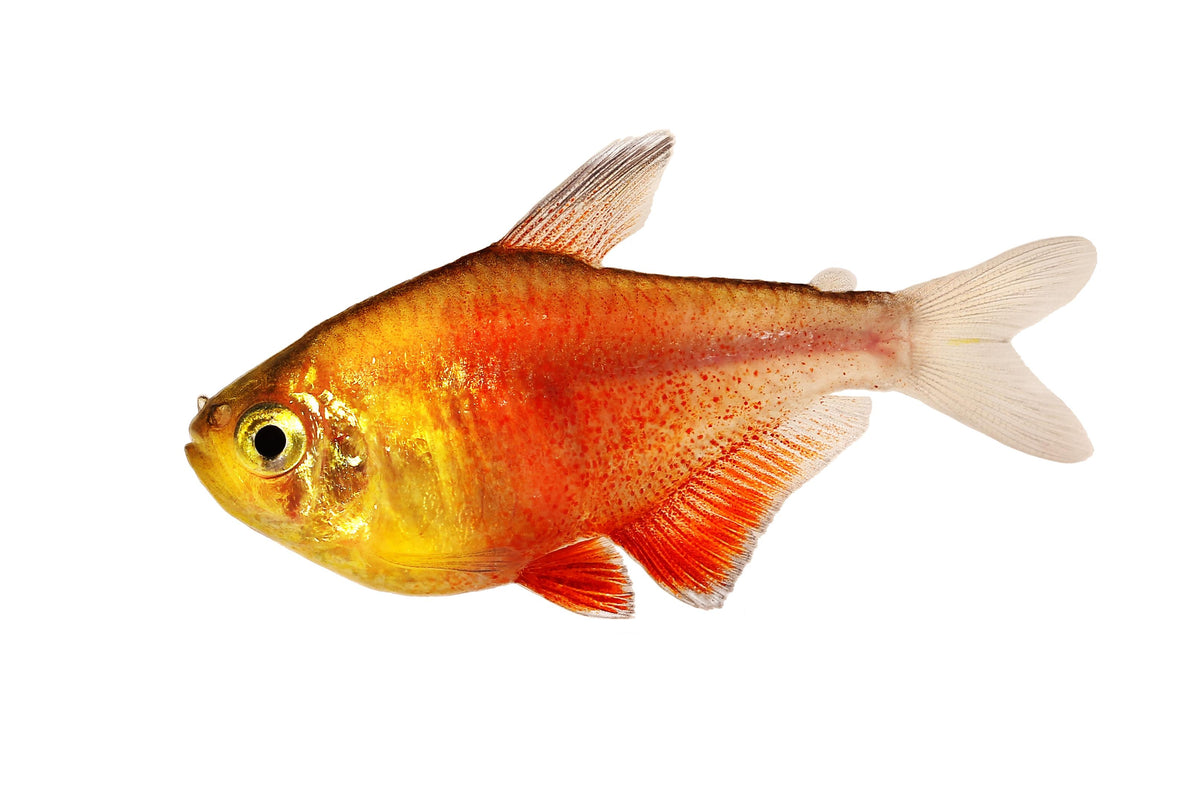 Pheonix Tetra
