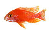 OB Peacock Cichlid - photo 2