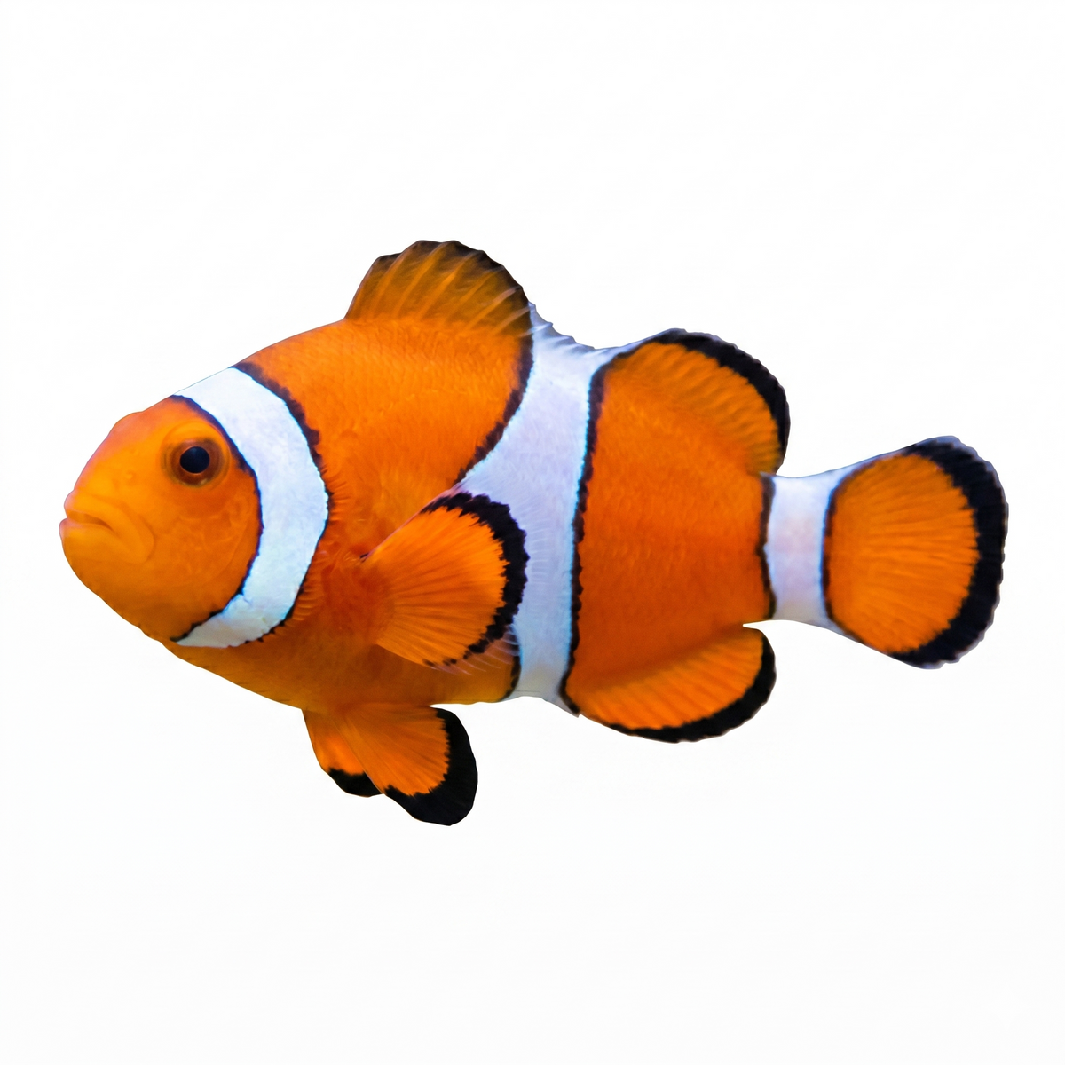Ocellaris Clown