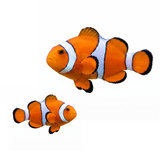 Orange Ocellaris Clown - photo 2