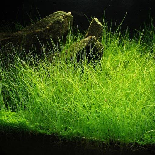 Dwarf Hair Grass