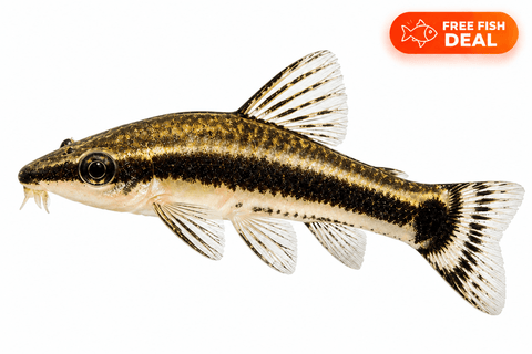 Otocinclus Catfish - Apex AquaticOtocinclus Catfish