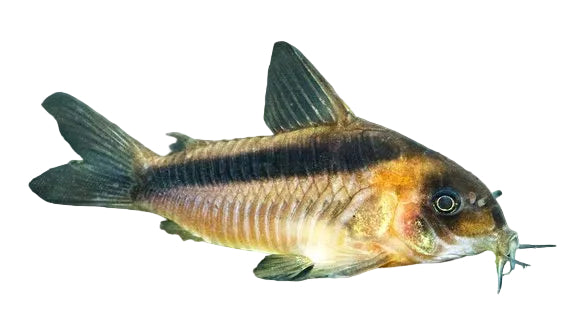 Rabauti Corydoras