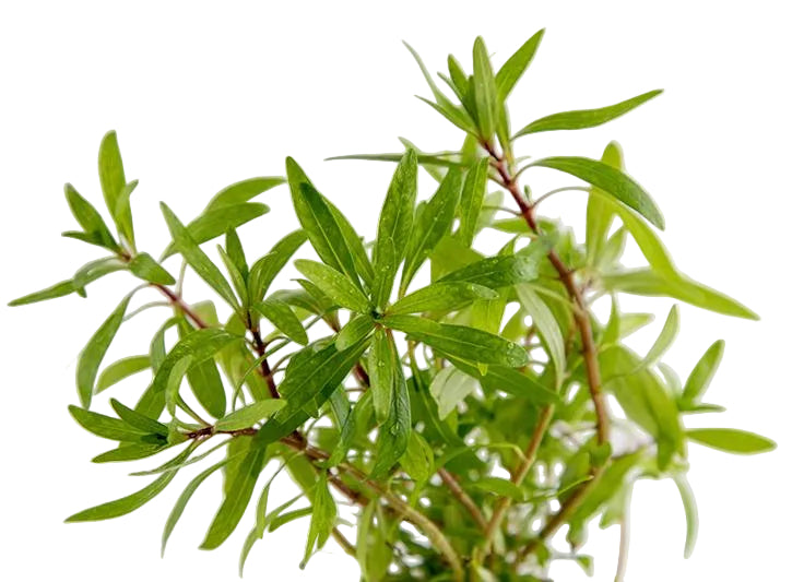 A close-up of a green leafy herb plant with slender green leaves and reddish stems, photographed against a plain light gray background.