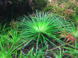 Eriocaulon Shiga - photo 2