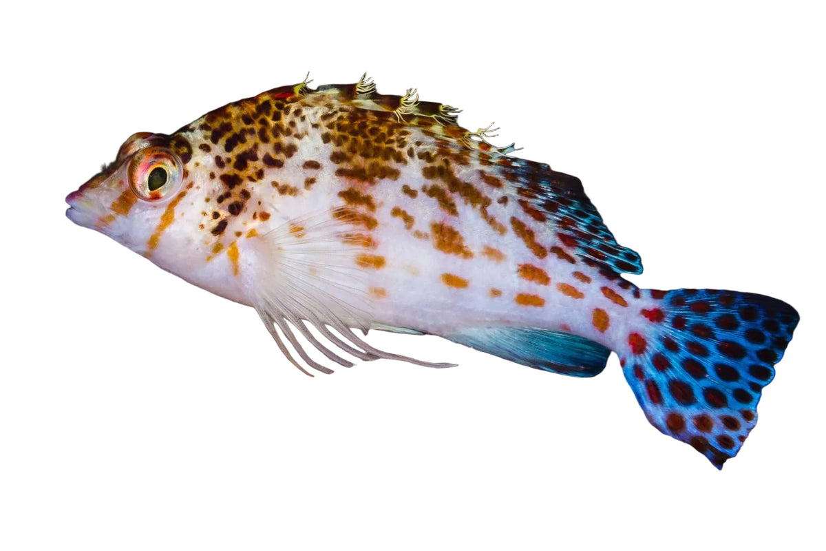 Falco Hawkfish