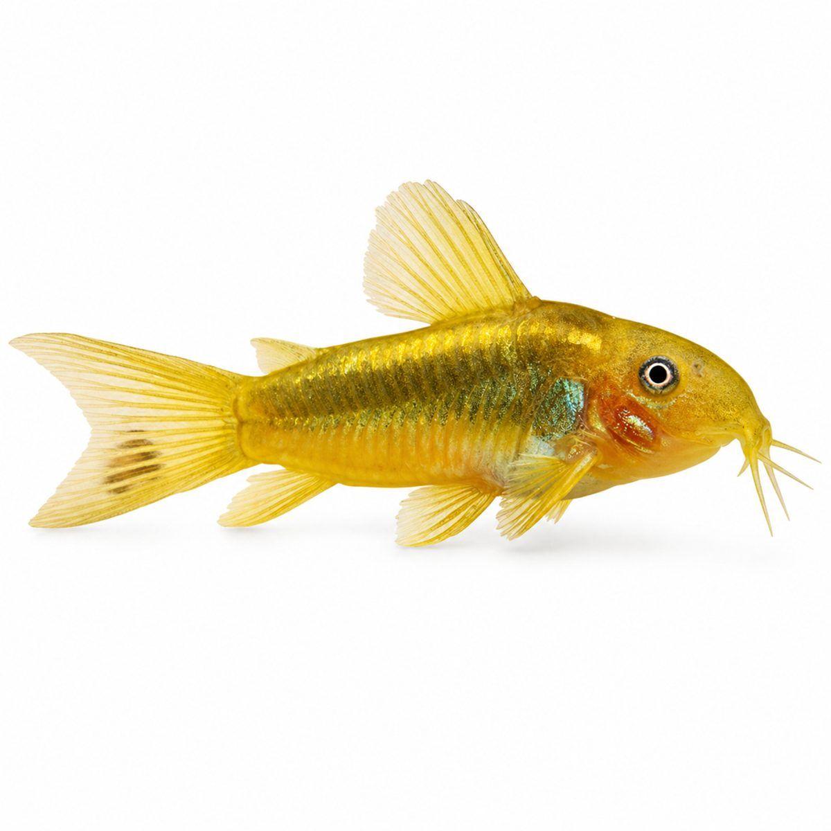 Gold Laser Corydoras