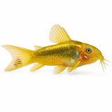 Gold Laser Corydoras - photo 1