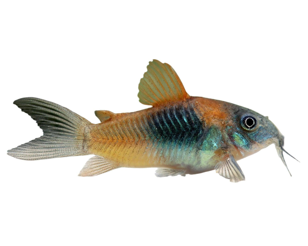 Venezuelan Orange Corydoras (Corydoras aeneus)